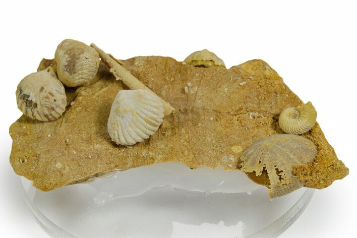 Miniature Fossil Cluster (Ammonite, Brachiopods, Urchin) - France #349351